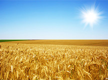 Lawsuit against Monsanto after Oregon Wheat Incident