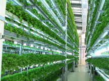 Growth in the Hydroponics Food Industry Set to Outpace Global Markets by 80%