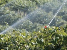 Grape irrigation near Sunnyside, Washington on June 11, 2014. (TJ Mullinax/Good Fruit Grower)