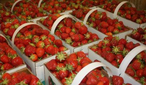 strawberries-in-pecks
