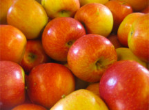 Apple Trees From U.S. Under Quarantine in Canada